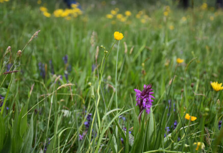 Les prairies du Massif central, refuge de biodiversité