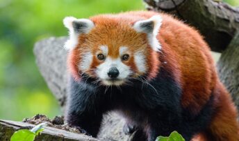 Le panda roux fait partie des espèces classée « En danger » sur la liste rouge de l'Union internationale pour la conservation de la nature.