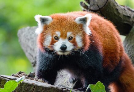 On dénombre un million d’espèces menacées dans le monde