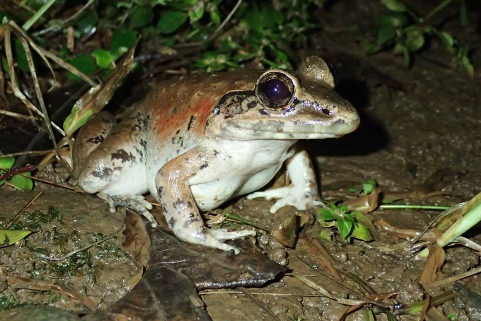 Grenouille géante de Java (Limnonectes macrodon) © Tom Kirschey (CC BY-NC 4.0)