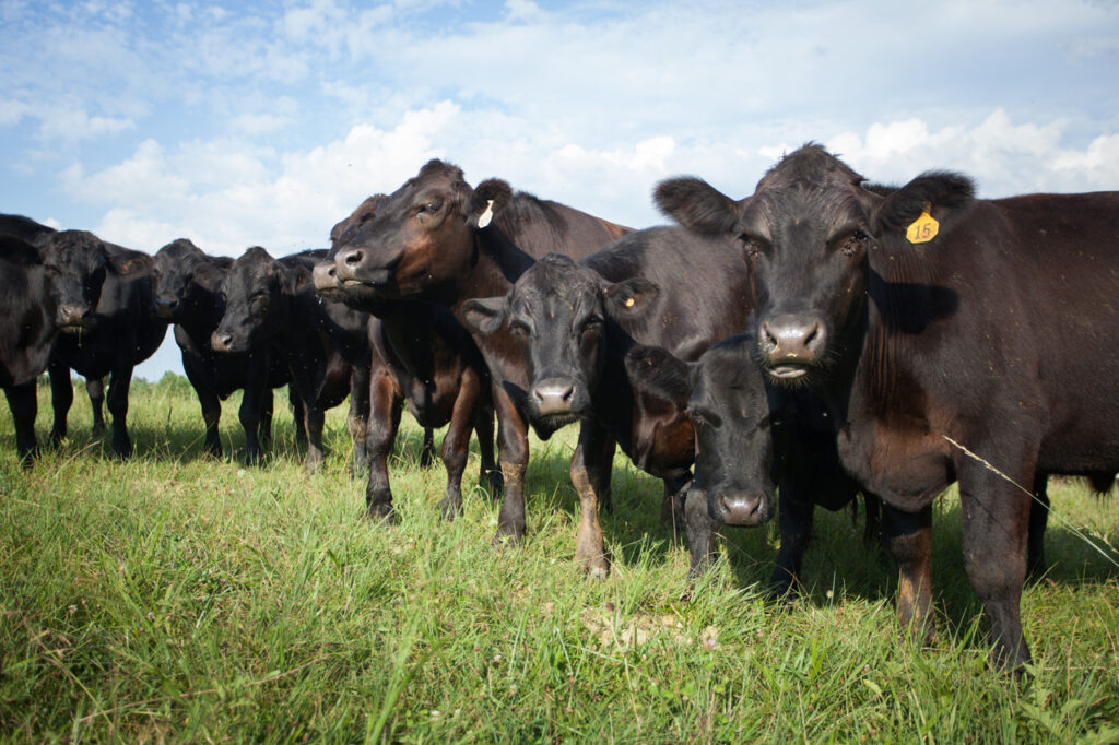 Des vaches, illustration. Crédit : pxhere