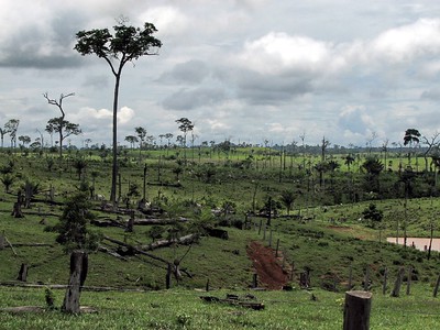 Déforestation, pêche : deux bonnes nouvelles pour l’écologie en Europe