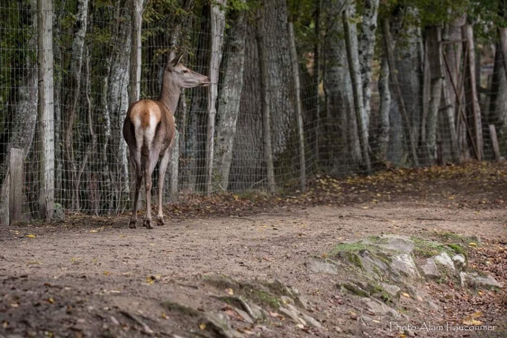 Une biche devant un grillage. Crédit : Les Amis des chemins de Sologne