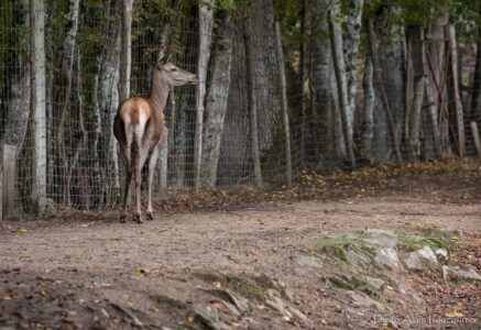 En Sologne, des forêts engrillagées