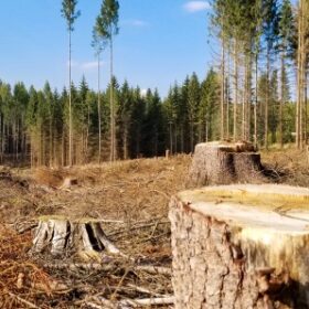 La déforestation favorise l'apparition de maladies émergentes. DR