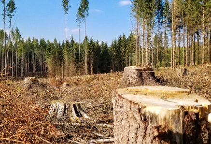 Pourquoi protéger l’environnement préserve notre santé