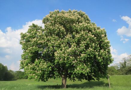Marronnier, sorbiers, orme… Ces arbres en danger en France