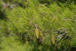 Pyrophytes