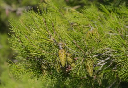 Pyrophytes ! Ces arbres qui aiment le feu