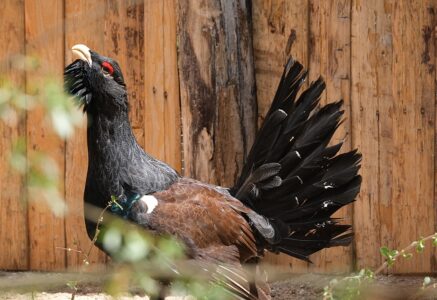 Écologie : les bonnes nouvelles et les mauvaises de l’année 2022