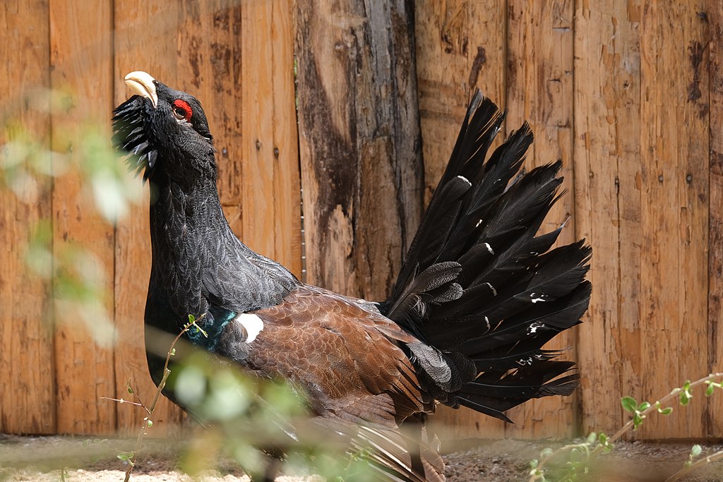 Bonne nouvelle : le grand tétras est hors de danger pour cinq ans © Musicaline - Wikimedia Commons