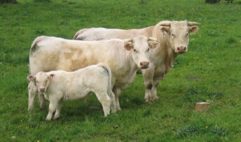 L'élevage occupe au moins 70 % des terres agricoles © Sunny Ripert - CC BY-SA 2.0