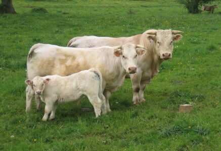 L’élevage occupe 70 % des terres agricoles