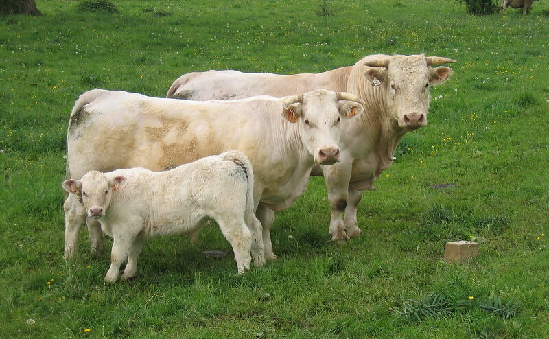 L'élevage occupe au moins 70 % des terres agricoles © Sunny Ripert - CC BY-SA 2.0