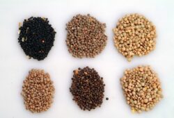 Lentilles