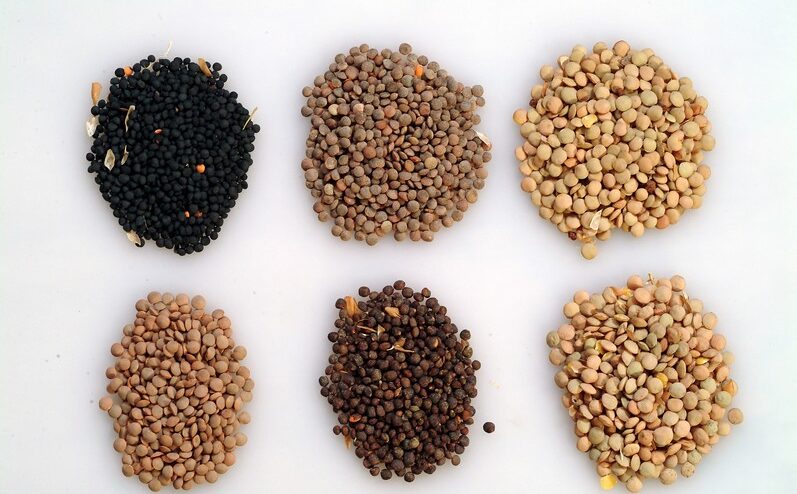 La filière française de lentilles connaît un regain d'intérêt © Icarda - CC BY-NC-ND 2.0