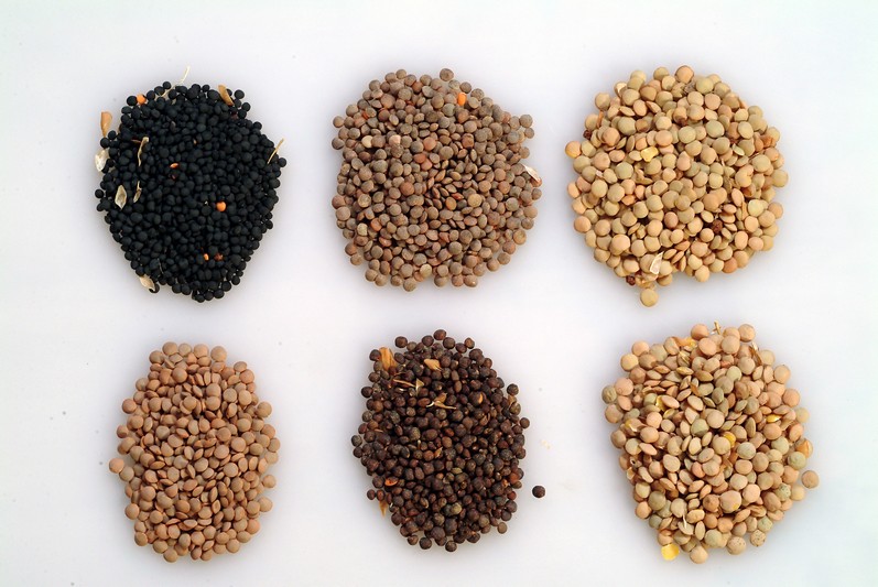 La filière française de lentilles connaît un regain d'intérêt © Icarda - CC BY-NC-ND 2.0