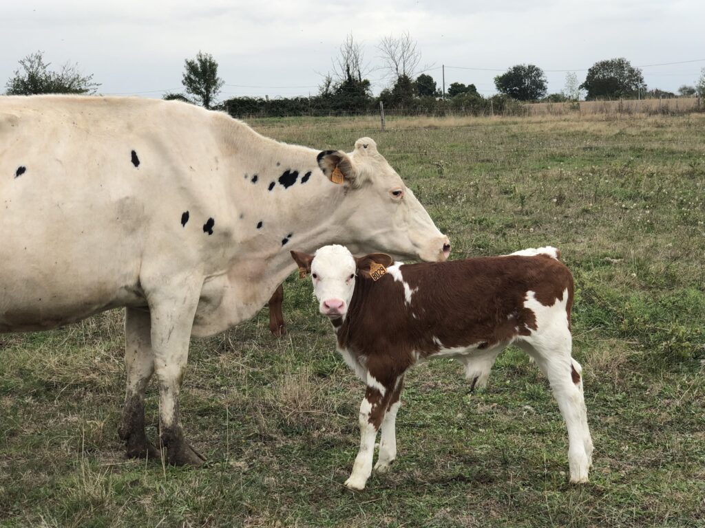 Dans cet élevage bio en Anjou, une attention particulière est accordée au bien-être animal - Mon Quotidien Autrement