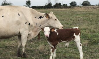 Dans cet élevage bio en Anjou, une attention particulière est accordée au bien-être animal - Mon Quotidien Autrement