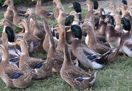 Grippe aviaire : un super canard basque résiste