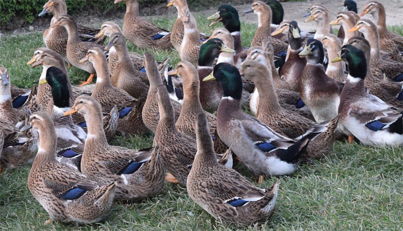 Les canards Kriaxera. Crédit : couvoir de la Bidouze