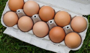 La consommation d'œufs bio en baisse © Whitesession - Pixabay