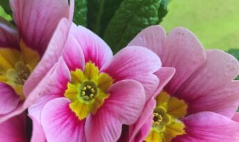 Primevère de printemps © Mon Quotidien Autrement