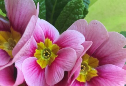 Primevère, la première fleur du printemps