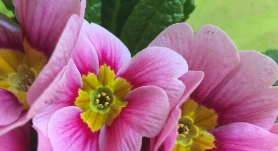 La première fleur du printemps