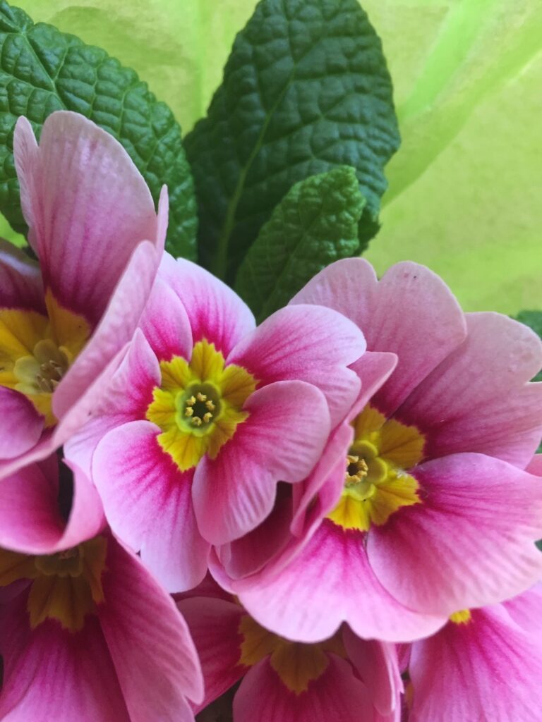 Primevère de printemps © Mon Quotidien Autrement