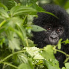Près de 70 % des vertébrés ont disparu © WWF