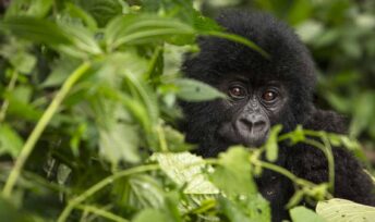Près de 70 % des vertébrés ont disparu © WWF