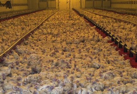 22 poulets au m2, 1 feuille A4 par poulet, 1 méga-poulailler