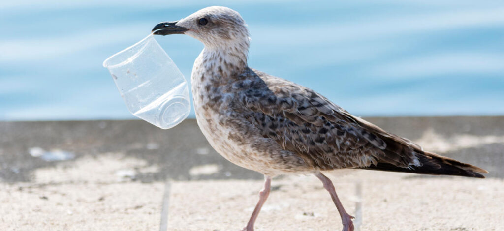 La plasticose, la nouvelle maladie des oiseaux marins ©Robert Pleško-iStock