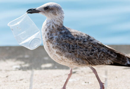 La plasticose, nouvelle maladie des oiseaux marins