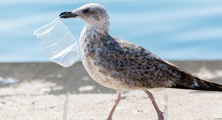 La plasticose, la nouvelle maladie des oiseaux marins ©Robert Pleško-iStock