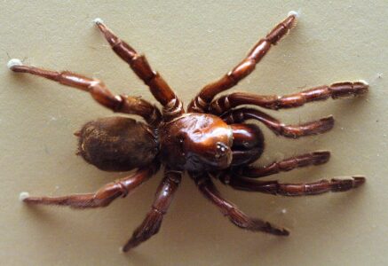 43 ans. C’est l’âge que peut atteindre l’araignée Gaius Villosus