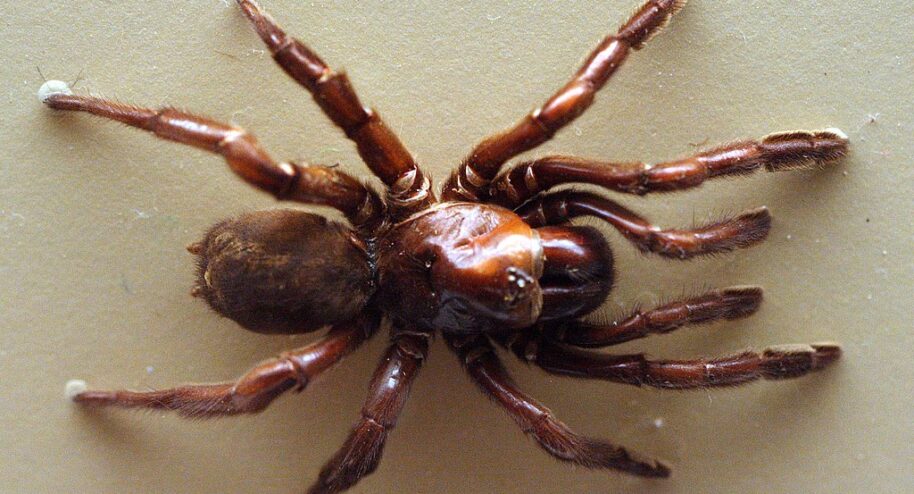La plus vieille araignée du monde est morte à 43 ans. Crédit : Toby Hudson /wikimedia