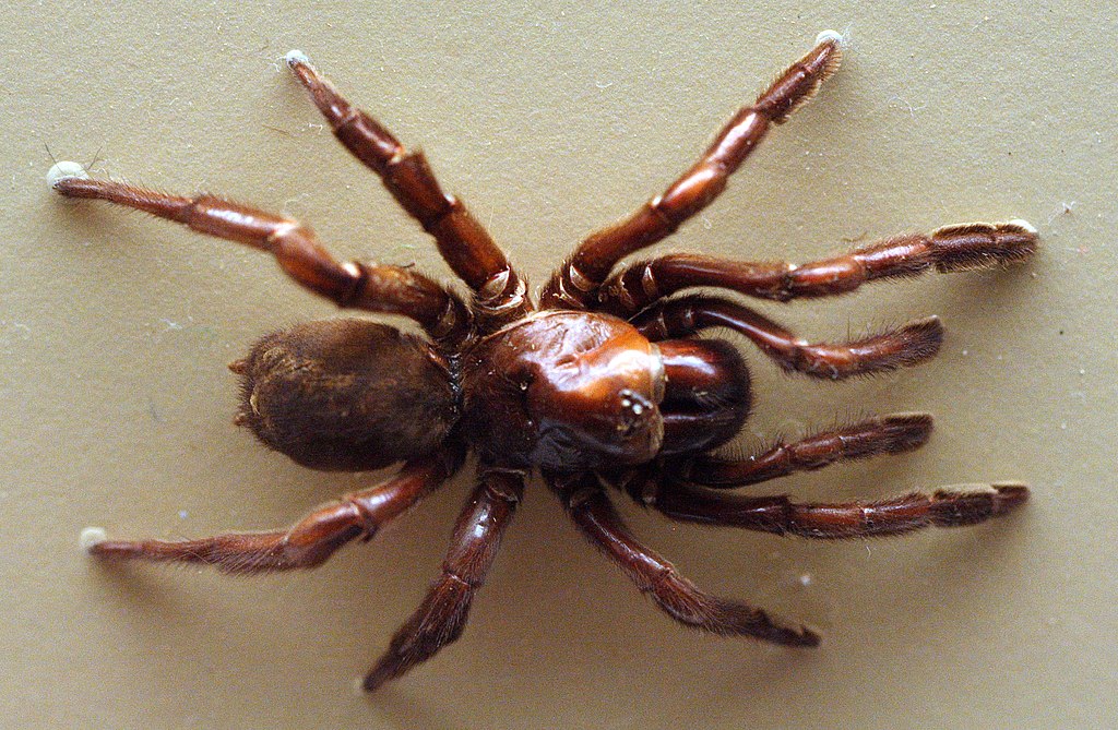 La plus vieille araignée du monde est morte à 43 ans. Crédit : Toby Hudson /wikimedia