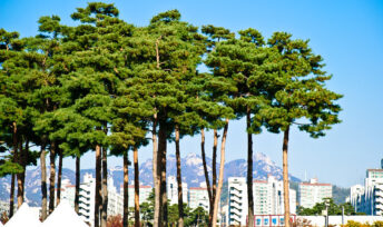 2/3 des arbres de ville sont en situation de risque face au changement climatique © Jérôme Decq - CC BY 2.0
