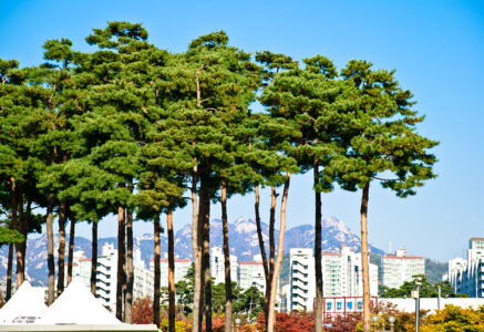 2/3 des arbres de ville en situation de risque à cause du changement climatique