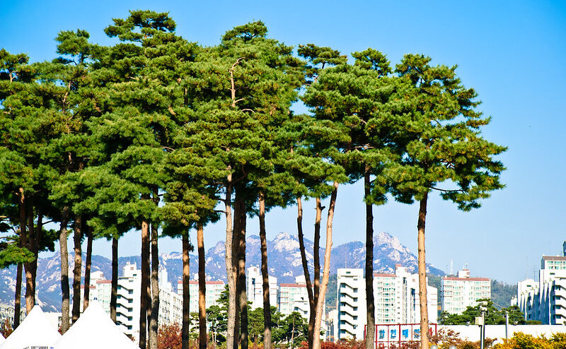 2/3 des arbres de ville sont en situation de risque face au changement climatique © Jérôme Decq - CC BY 2.0