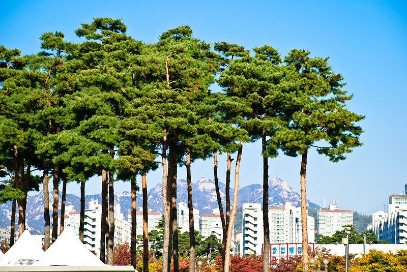 2/3 des arbres de ville sont en situation de risque face au changement climatique © Jérôme Decq - CC BY 2.0
