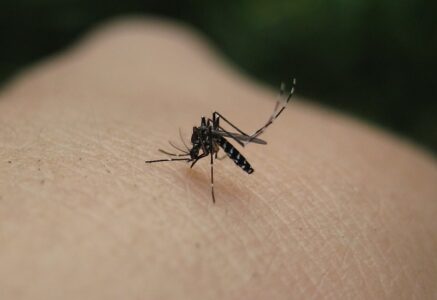 Vers une augmentation des cas de dengue, Zika et chikungunya en France
