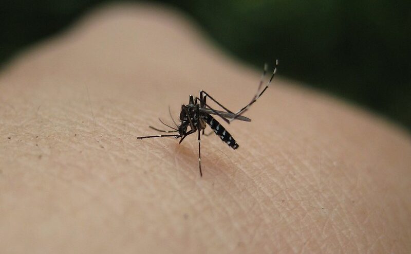 Vers une augmentation des cas de dengue, Zika et chikungunya en France © Naturegirl 78 - CC BY 2.0