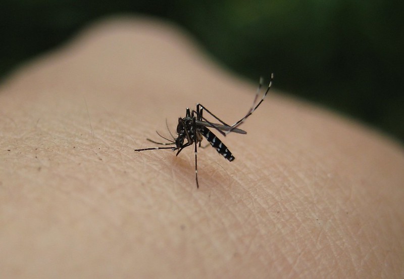 Vers une augmentation des cas de dengue, Zika et chikungunya en France © Naturegirl 78 - CC BY 2.0