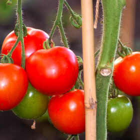 Quelles tomates mangeons-nous en France © Luke Addison - CC BY-SA 2.0