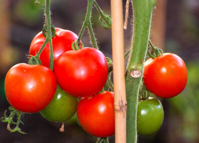 Quelles tomates mangeons-nous ?
