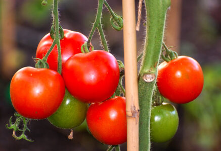 Quelles tomates mangeons-nous en France ?