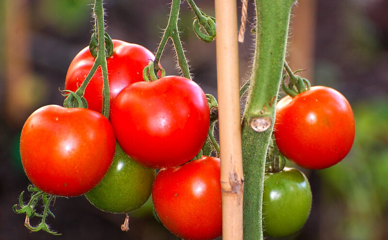 Quelles tomates mangeons-nous en France © Luke Addison - CC BY-SA 2.0